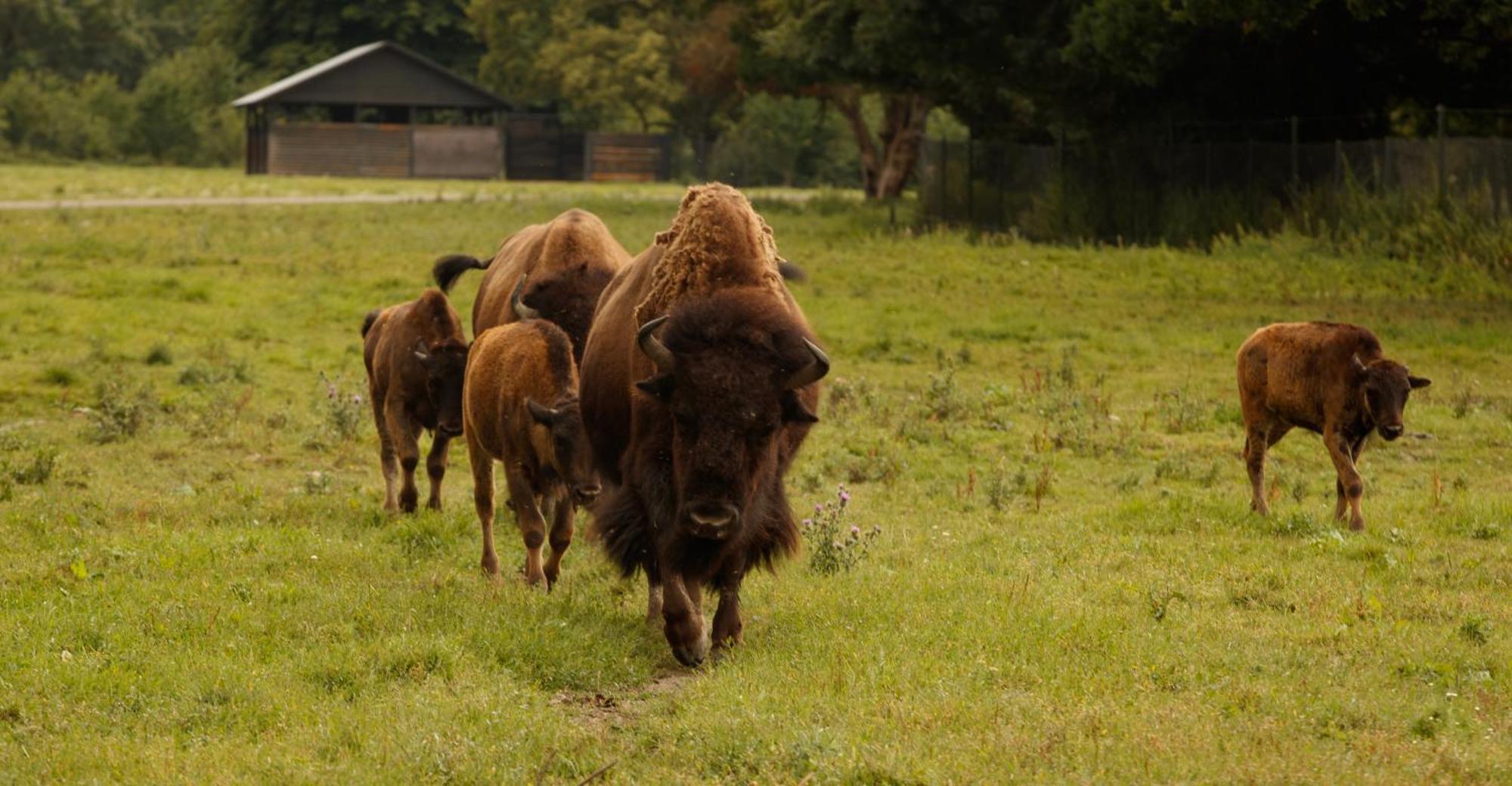 Hotel Knuthenborg Safaripark Maribo Esterno foto