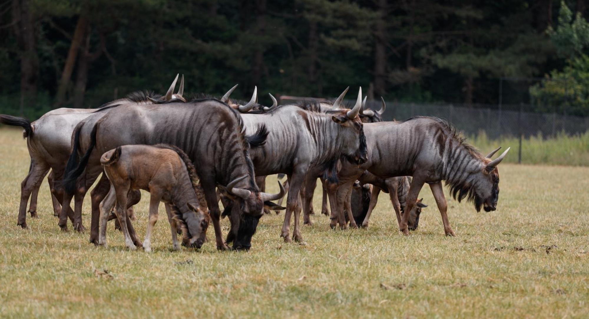 Hotel Knuthenborg Safaripark Maribo Esterno foto
