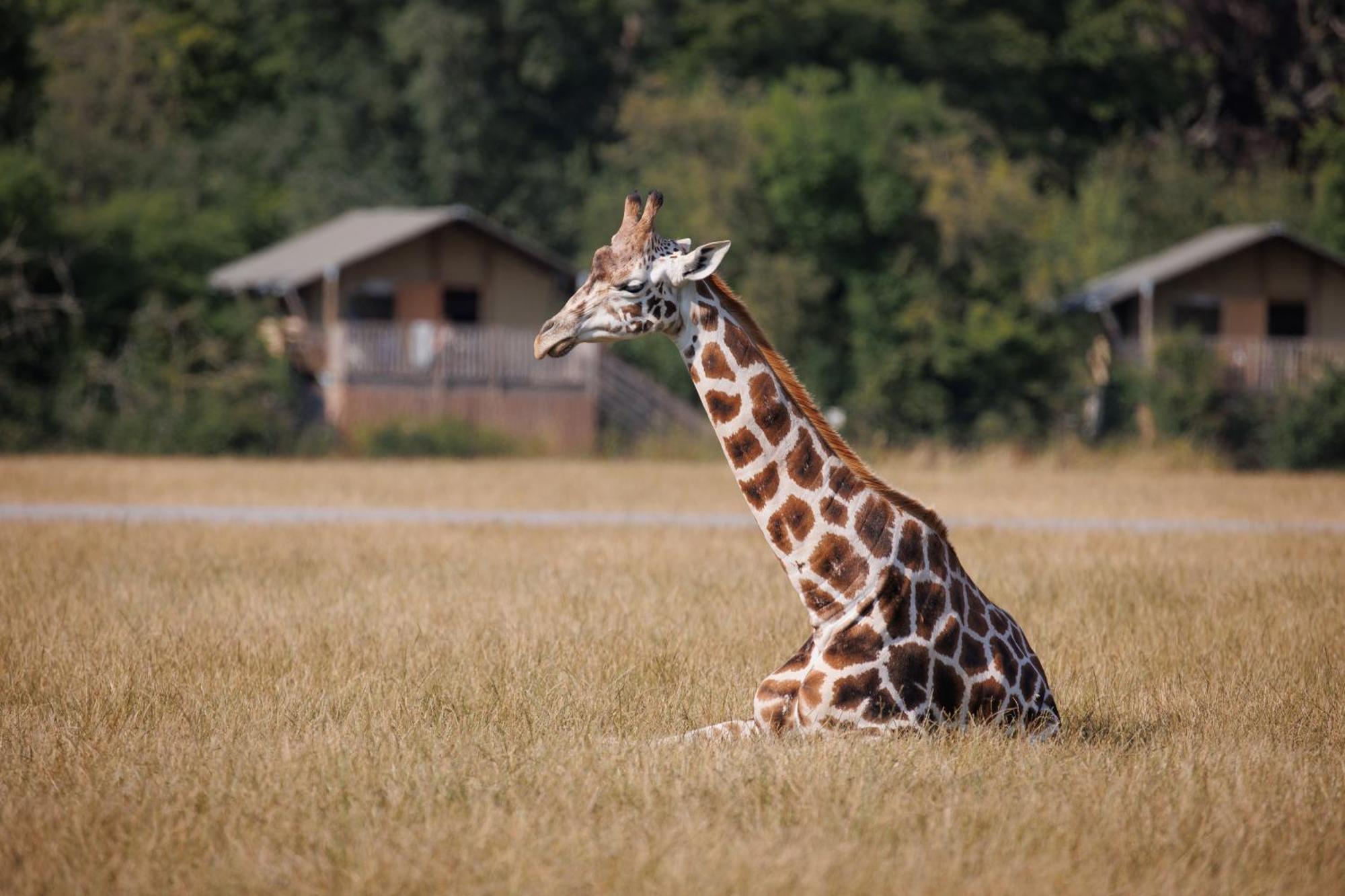 Hotel Knuthenborg Safaripark Maribo Esterno foto
