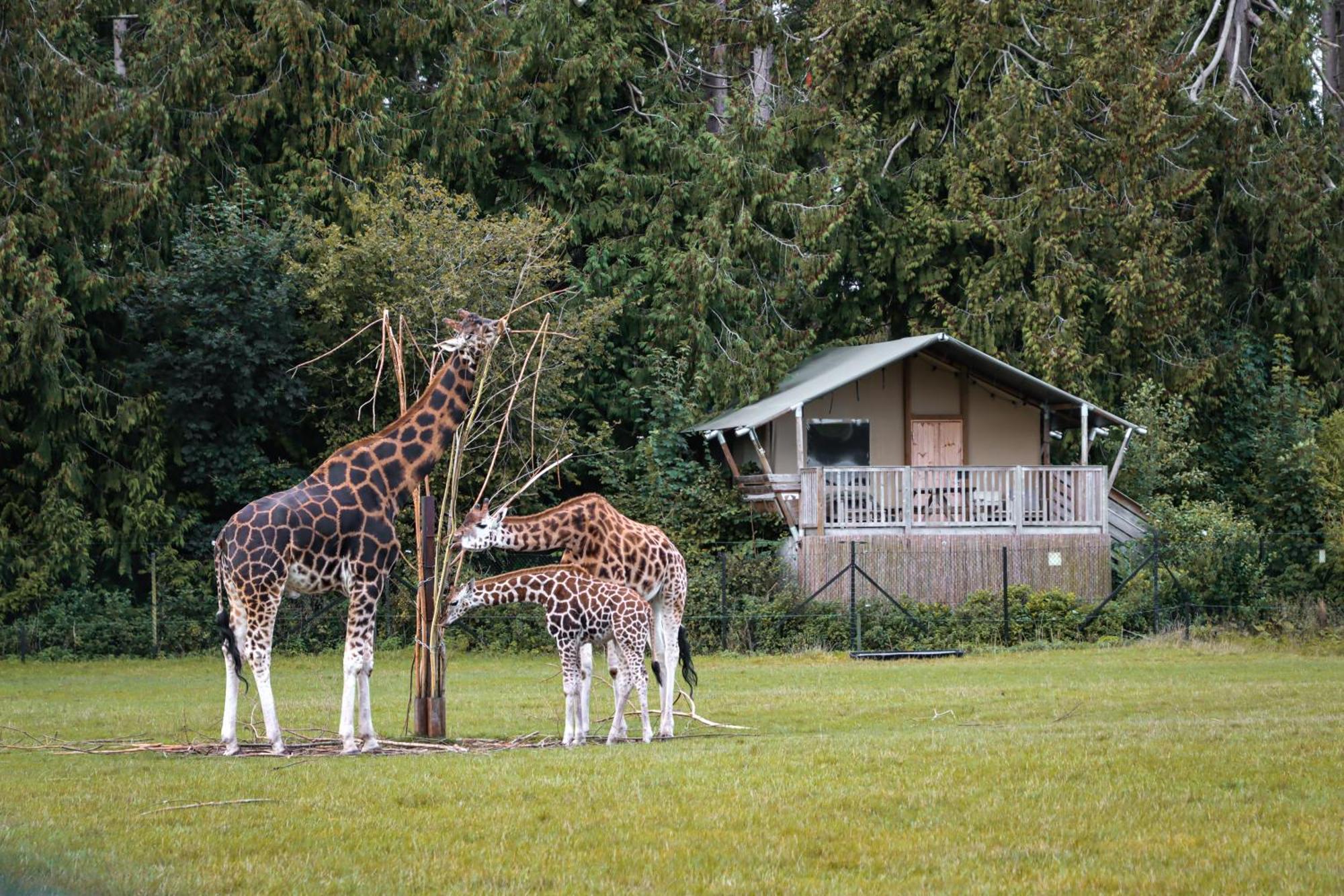 Hotel Knuthenborg Safaripark Maribo Esterno foto