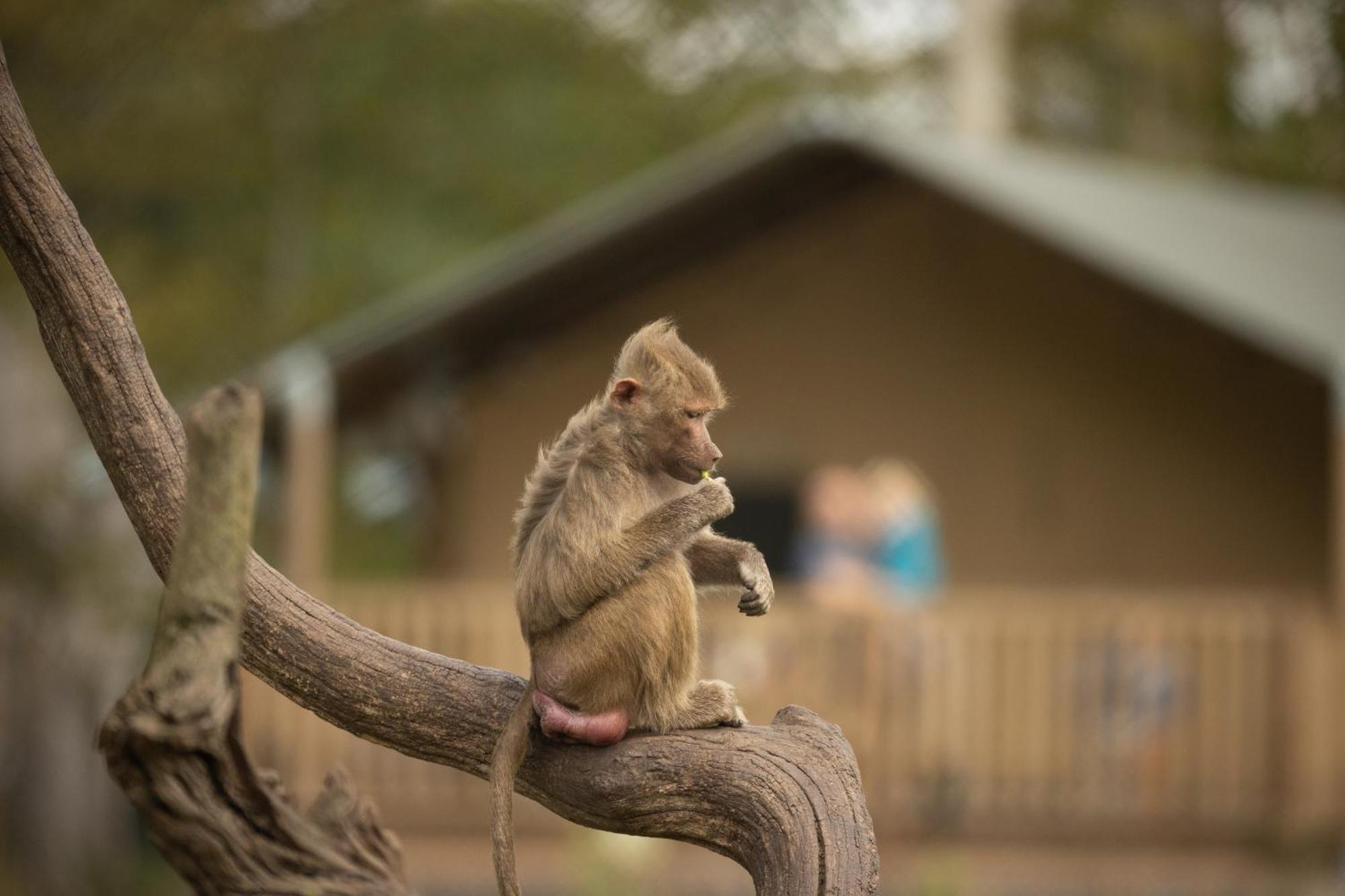 Hotel Knuthenborg Safaripark Maribo Esterno foto