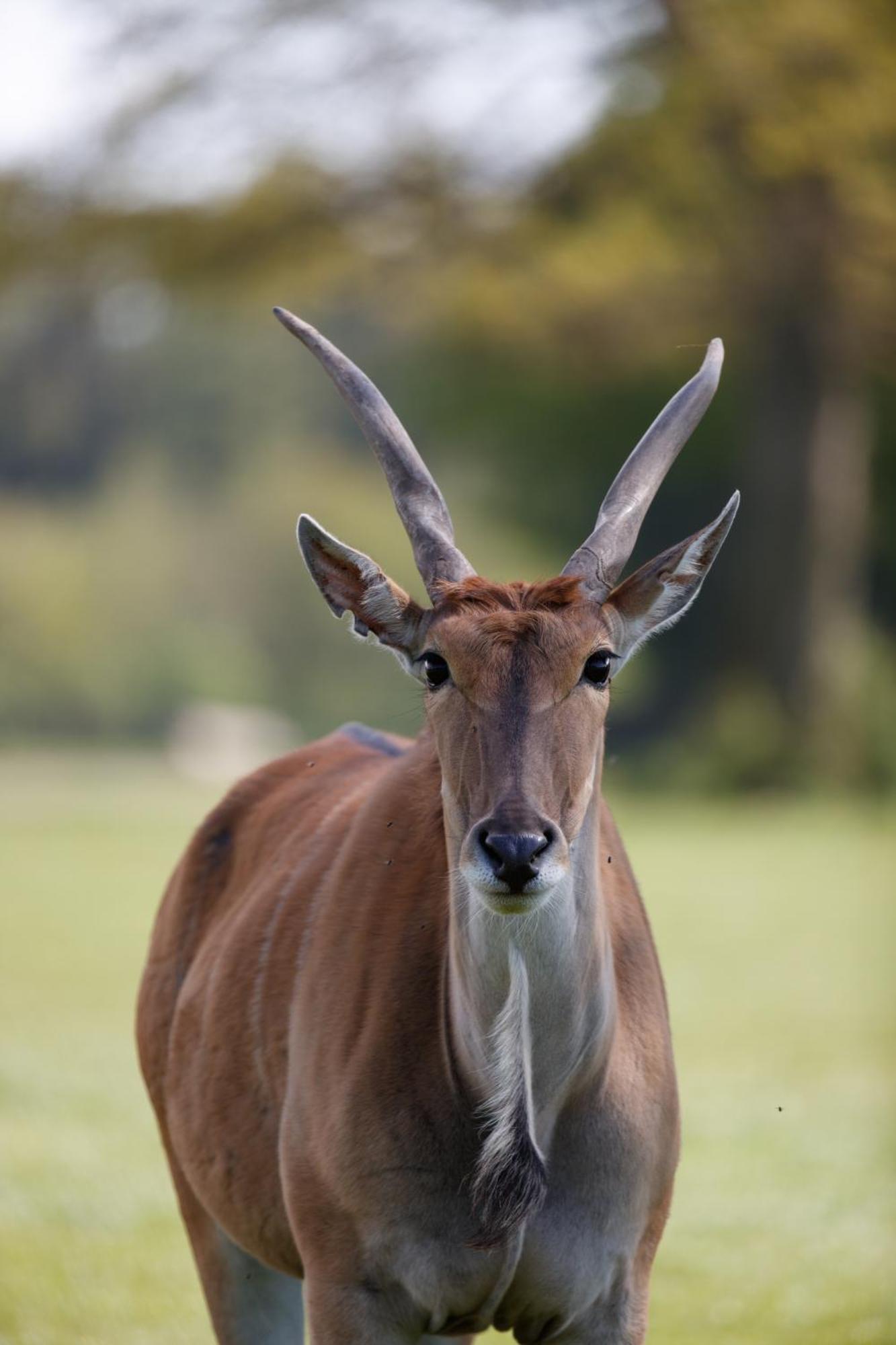 Hotel Knuthenborg Safaripark Maribo Esterno foto