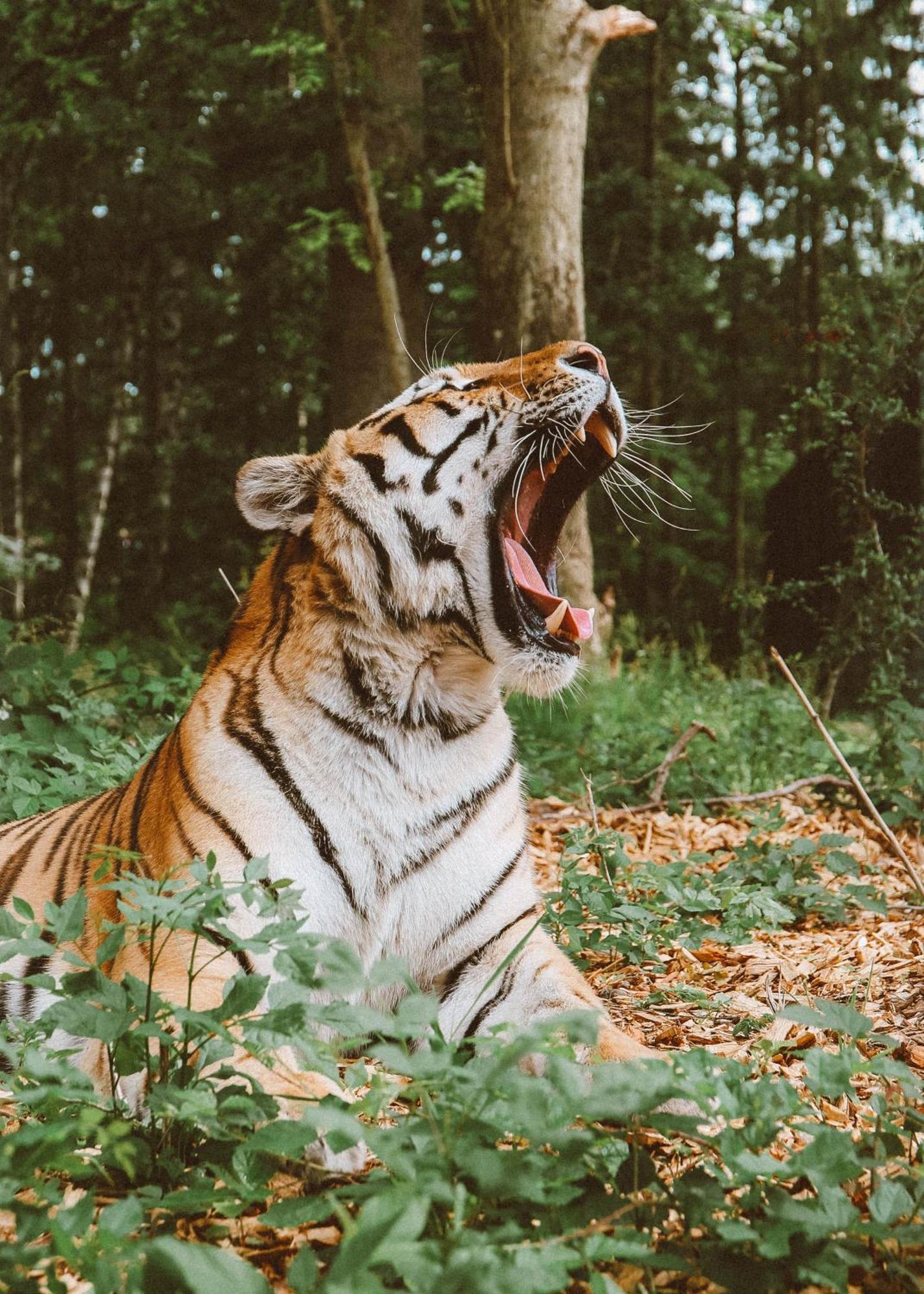 Hotel Knuthenborg Safaripark Maribo Esterno foto