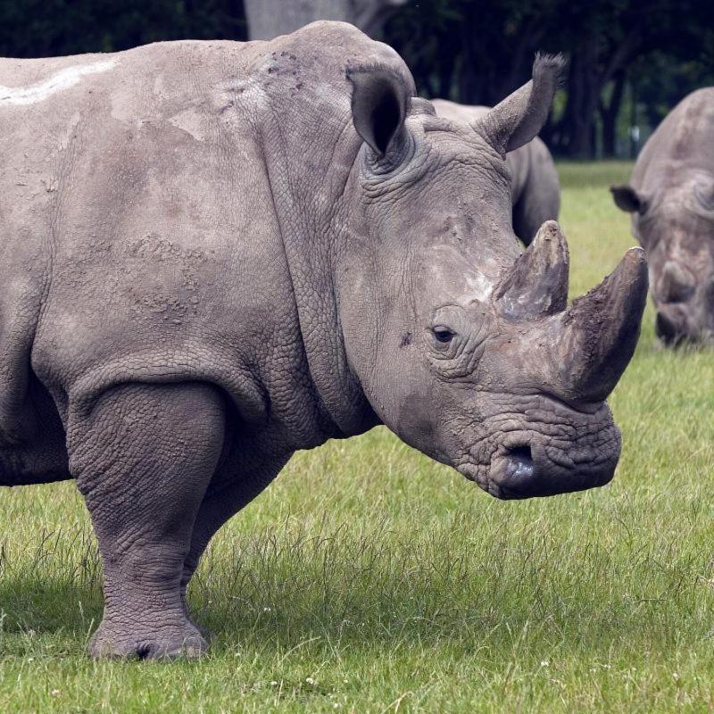 Hotel Knuthenborg Safaripark Maribo Esterno foto
