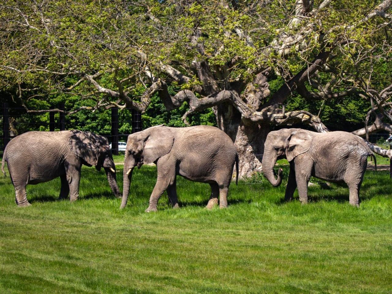 Hotel Knuthenborg Safaripark Maribo Esterno foto